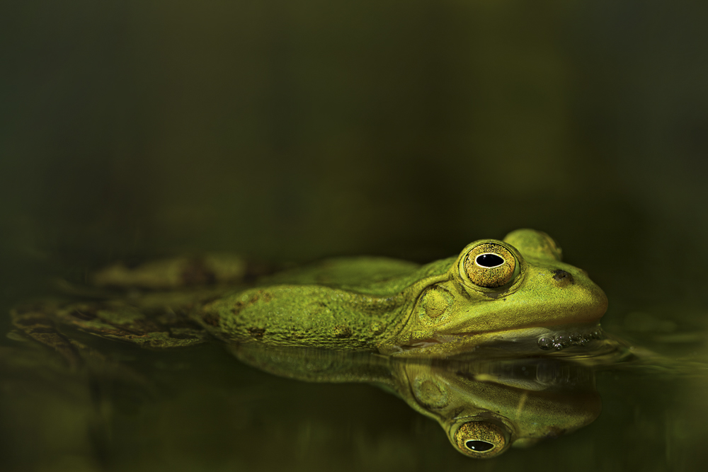 Platz 5 Daniela Korn